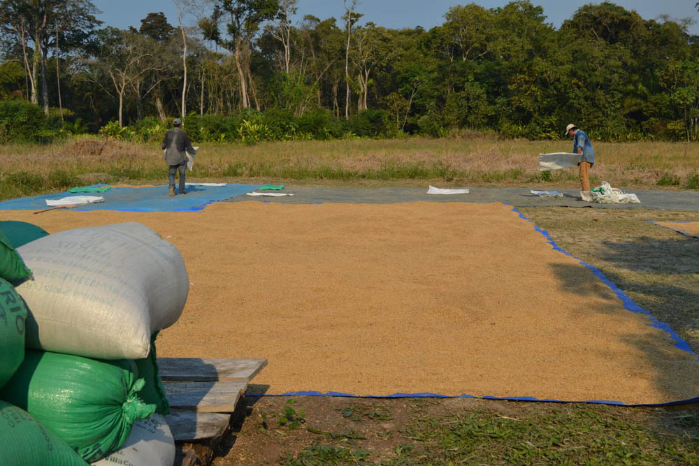 Pequeños productores de arroz de San Javier. Foto Mariana Pérez.