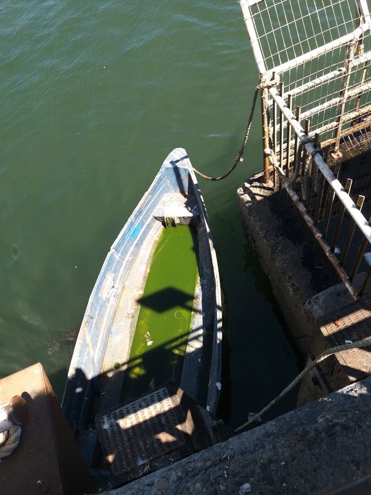 Bloom de algas en bote del mercado fluvial en Valdivia, misma semana cuando neltume y otros lagos florecieron. Créditos: Luciano Caputo