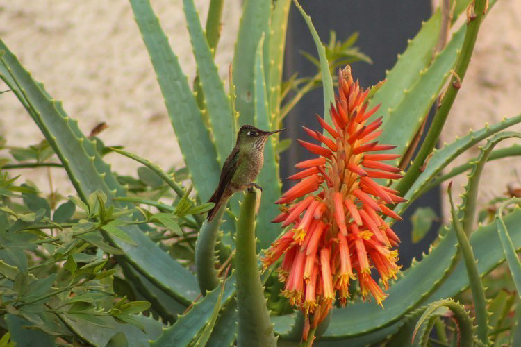 Picaflor chico en Aloe Arborescens ©Tamara Núñez