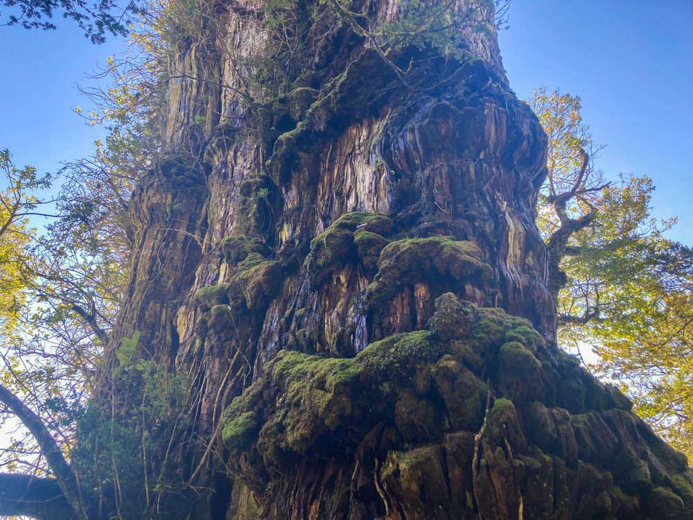 El debate que ha generado el “Gran abuelo”, el alerce que sería el árbol más viejo del planeta