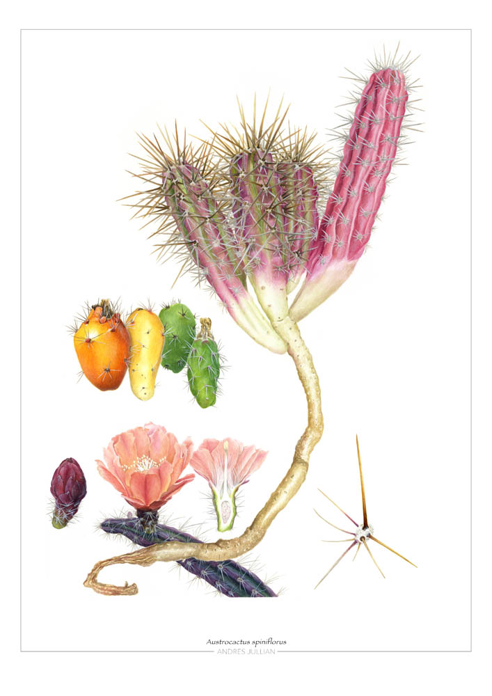 Austrocactus spiniflorus que te comenté, endémico de la RM; ilustrado por Andrés Jullian para el nuevo libro de acuarelas (Plantas endémicas de Chile mediterráneo)