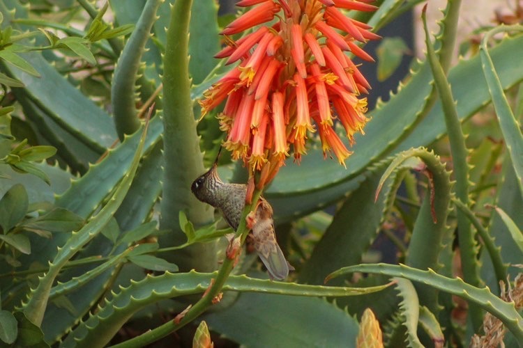 Picaflor chico en Aloe Arborescens ©Tamara Núñez