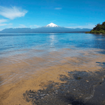 Lago Villarrica y blooms de algas: causas del suceso y cómo enfrentarlo