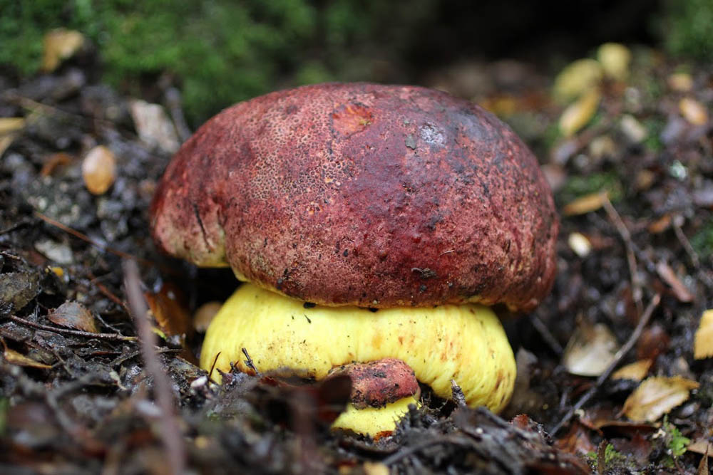 Una de las especies de hongos comestibles que encontramos en Chile es el Loyo (Boletus loyo)