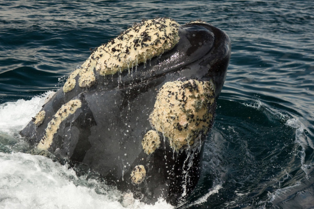 Cabeza de una ballena franca austral. Foto: Instituto de Conservación de Ballenas.