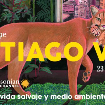 Santiago Wild 2023: el festival de cine de vida salvaje y medioambiente tendrá nueva versión y abre convocatoria para Latinoamérica