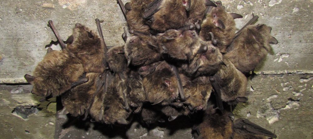 ‘Bativillas’: científicos construyen casetas para alojar murciélagos y disminuir con ello el impacto de los pesticidas