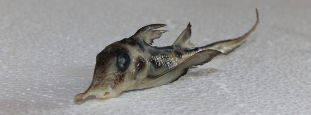 Científicos buscan descifrar la vida del pejegallo, el extraño pez con boca de trompeta y cola de rata