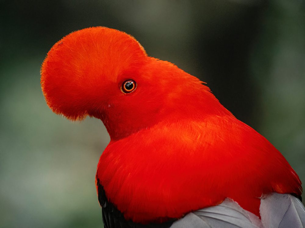Galería: La sorprendente diversidad de aves en Colombia, el país con mayor cantidad de especies de aves registradas