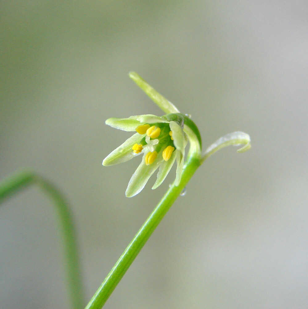 Atacamallium minutiflorum: la nueva flor descubierta en el norte de Chile