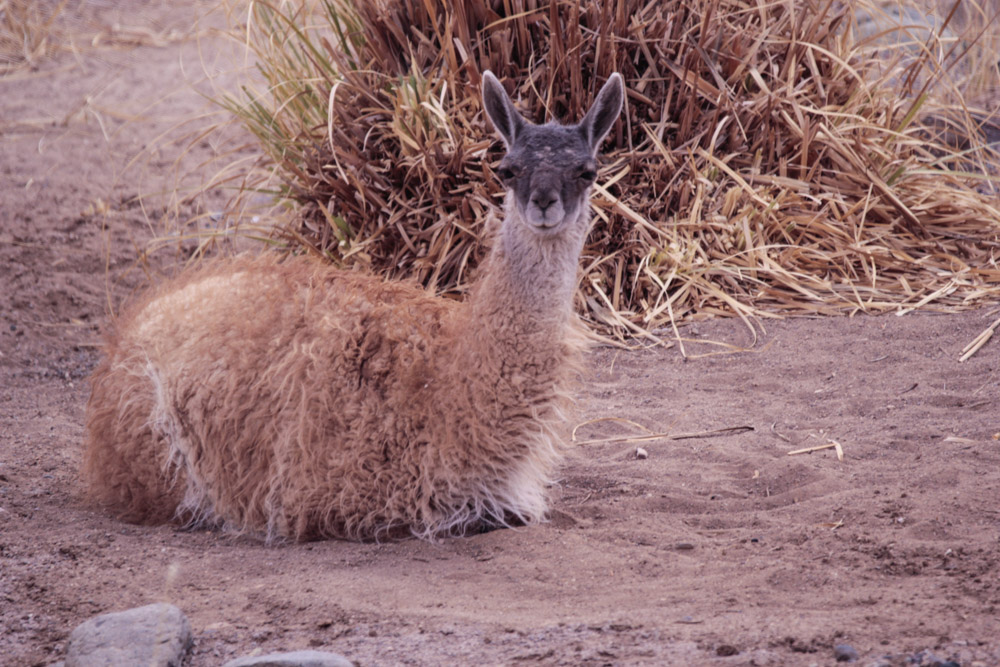 El guanaco es otro camélido nativo que ha sufrido por la sarna ©Solange Vargas