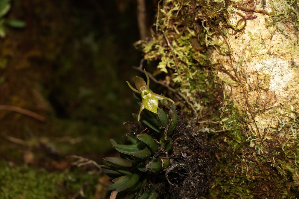La variedad de ecosistemas en el Bosque de Protección Alto Mayo permite la presencia de una gran variedad de orquídeas. En la imagen está Epidendrum mavrodactylon. Foto: José Edquén.