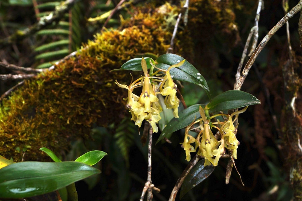 Encontrar la Epidendrum ornis en plena floración permitió su registro como nueva especie para la ciencia. Foto: José Edquén.