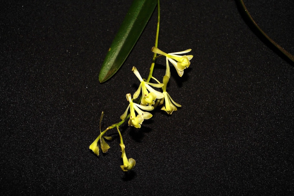 La búsqueda de la Epidendrum pleurotallipnevma permitió encontrar otras dos orquídeas nuevas para la ciencia. Foto: José Edquén.