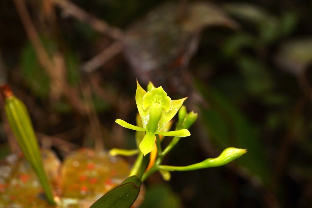 Epidendrum venceremos recibió ese nombre en referencia al sector del bosque en el que fue encontrada. Foto: José Edquén.