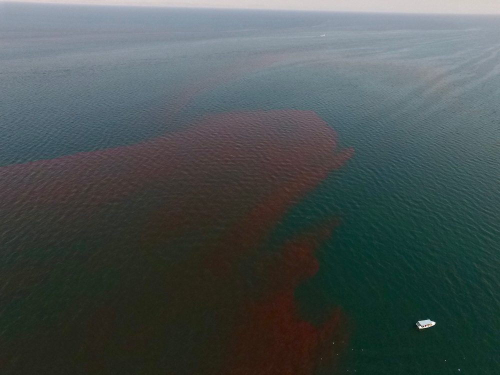 México | Las mareas rojas son una amenaza en el mar: Florecimientos algales nocivos