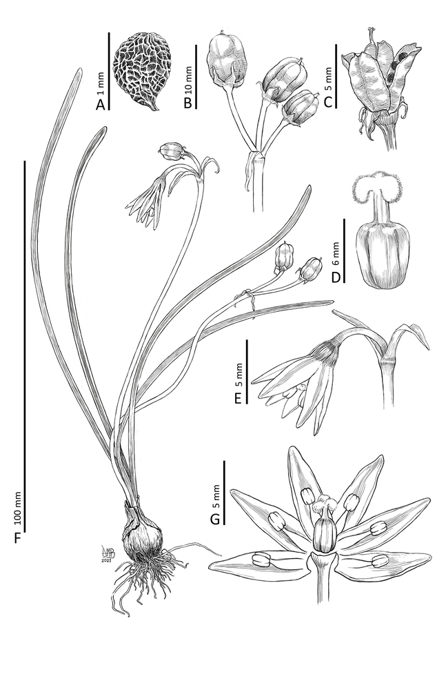 Ilustración de Atacamallium minutiflorum por Daniel Martínez