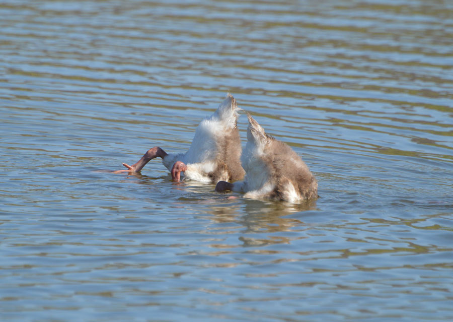 Juveniles de cisne coscoroba alimentándose.