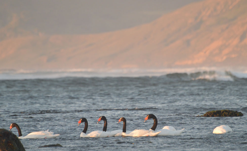 Cisnes de cuello negro en el mar, cercano a la desembocadura de un río.