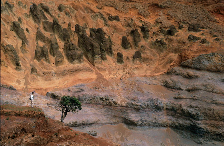 Fotografía de la última luma sobreviviente colgando en el presente en el sector hiper erosionado de la quebrada El Lápiz en la isla de Robinson Crusoe. Créditos: Sergio Elórtegui
