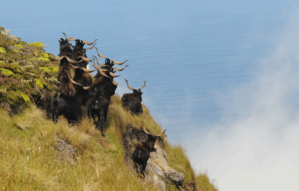 Fotografía de manada de machos de Capra hircus mostrando sus grandes cornamentas en acantilados de la isla A. Selkirk (Masafuera). Créditos: Sergio Elórtegui