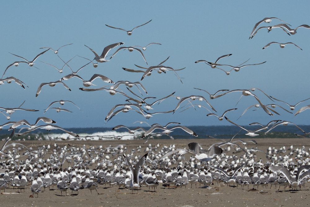 La costa del Maule: un increíble y desconocido paisaje de aves