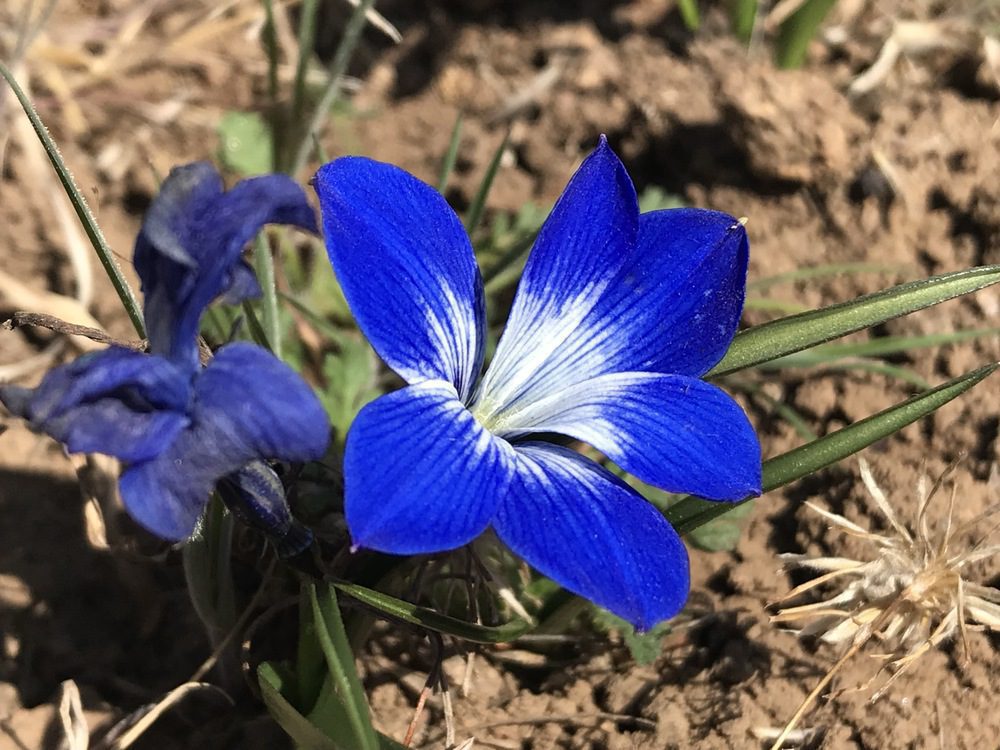 Encuentran población de Tecophilaea cyanocrocus azul, planta endémica chilena que se creía extinta desde hace más de 50 años