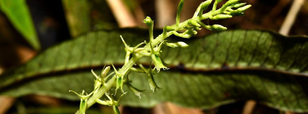 Perú | El hallazgo de la orquídea Liparis inaudita: “Nunca pensé que existía una especie de tal rareza”