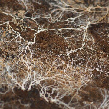 Micelio: las impresionantes redes naturales de la Tierra