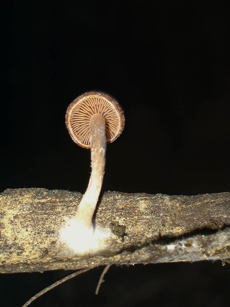 Micelio ©Fundación Fungi (6)