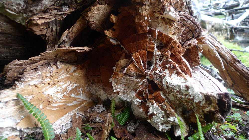 Micelio ©Fundación Fungi (7)
