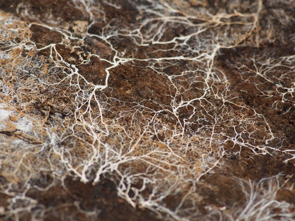 Micelio: las impresionantes redes naturales de la Tierra