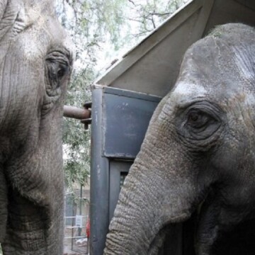 La travesía de Pocha y Guillermina, dos elefantas que dejan el cautiverio en Argentina y se retiran a un santuario en Brasil