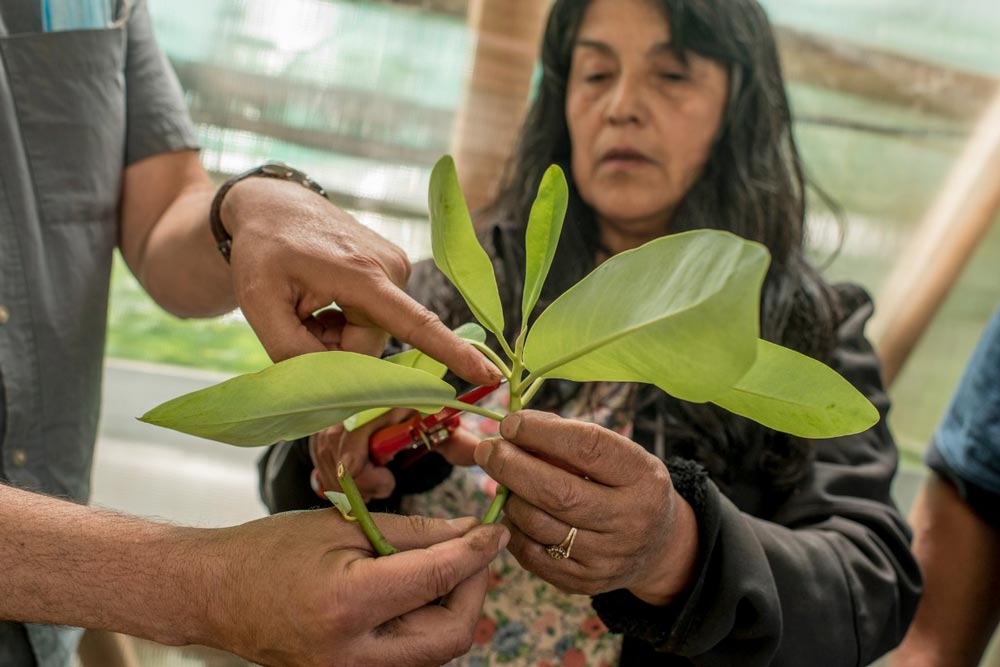 Red de Viveros Nativos Wiñolfe Anumka: cultivando árboles en invernaderos de familias mapuche y reforestando en predios de comunidades