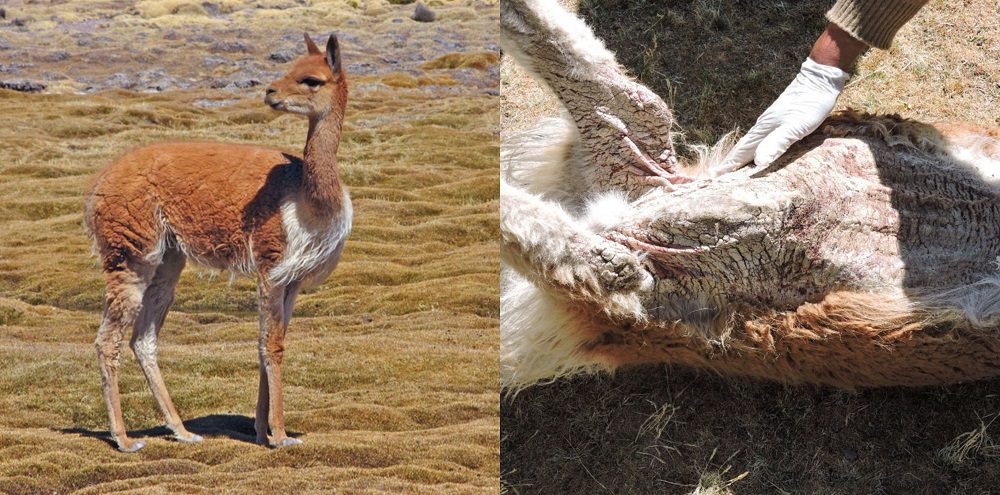Sarna: la silenciosa amenaza que ronda a las vicuñas en Sudamérica