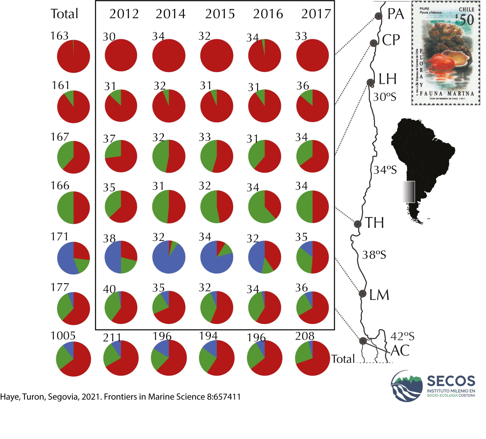 Distribución de los tres linajes de Piures (Pyura chilensis) en la corriente de Humboldt. Créditos: ©Instituto Milenio en Socio-Ecología Costera (SECOS)
