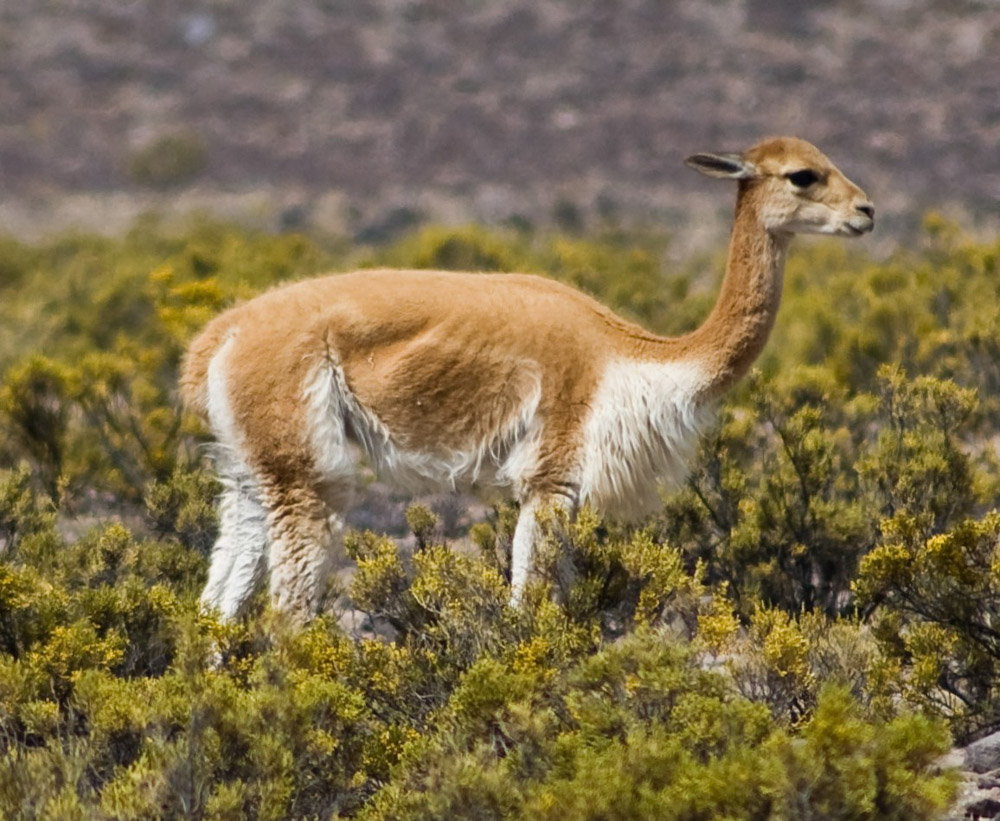 Vicuña. Alexandre Buisse / Wikimedia Commons