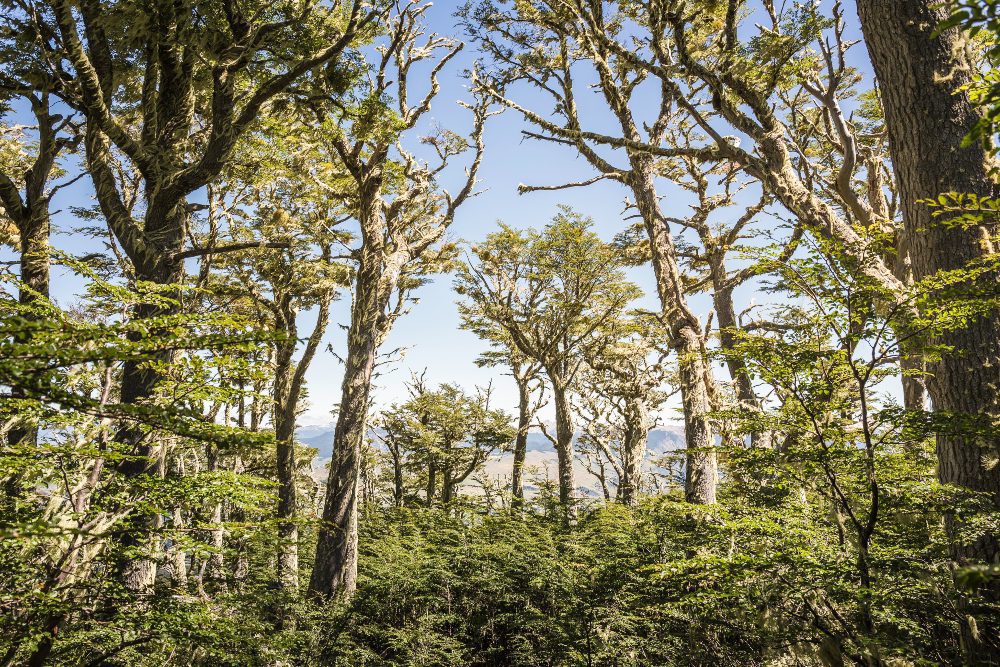 Estudio revela que más de 200 mil hectáreas de bosque nativo se perdieron en 16 años