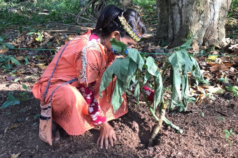 Las sabias y promotoras de salud indígena yanesha, asháninka, shipibo y awajún se han reunido para construir conocimiento entorno a la medicina indígena. Foto: Programa Mujer de Aidesep