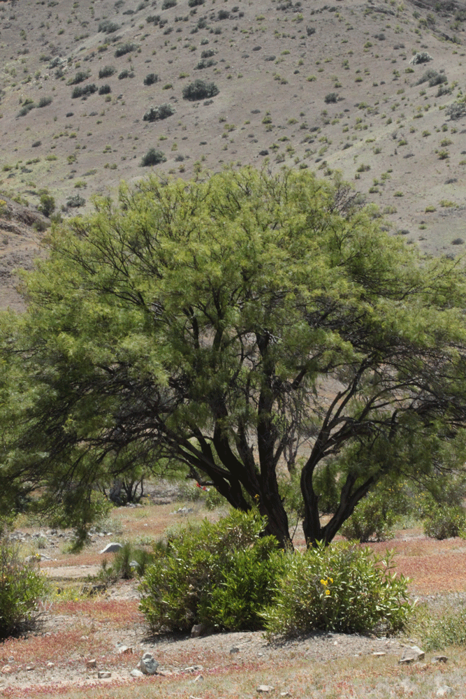 Algarrobo (Prosopis chilensis) en Quebrada El Donkey. Créditos: Luis Faúndez.