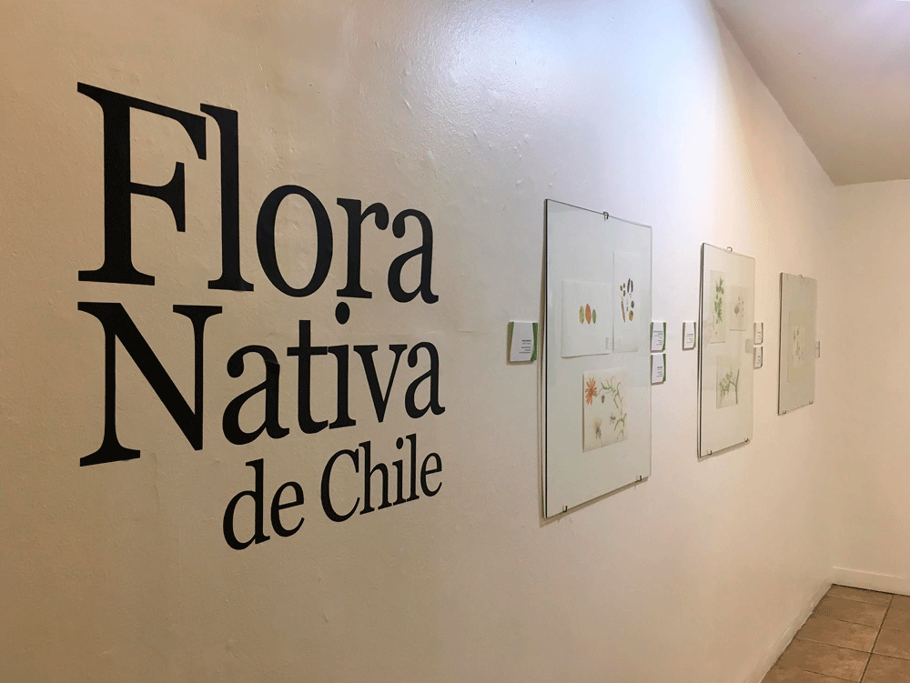 Exposición Ilustración botánica (2019, Universidad de Talca. Créditos: Congreso Nacional de Flora Nativa