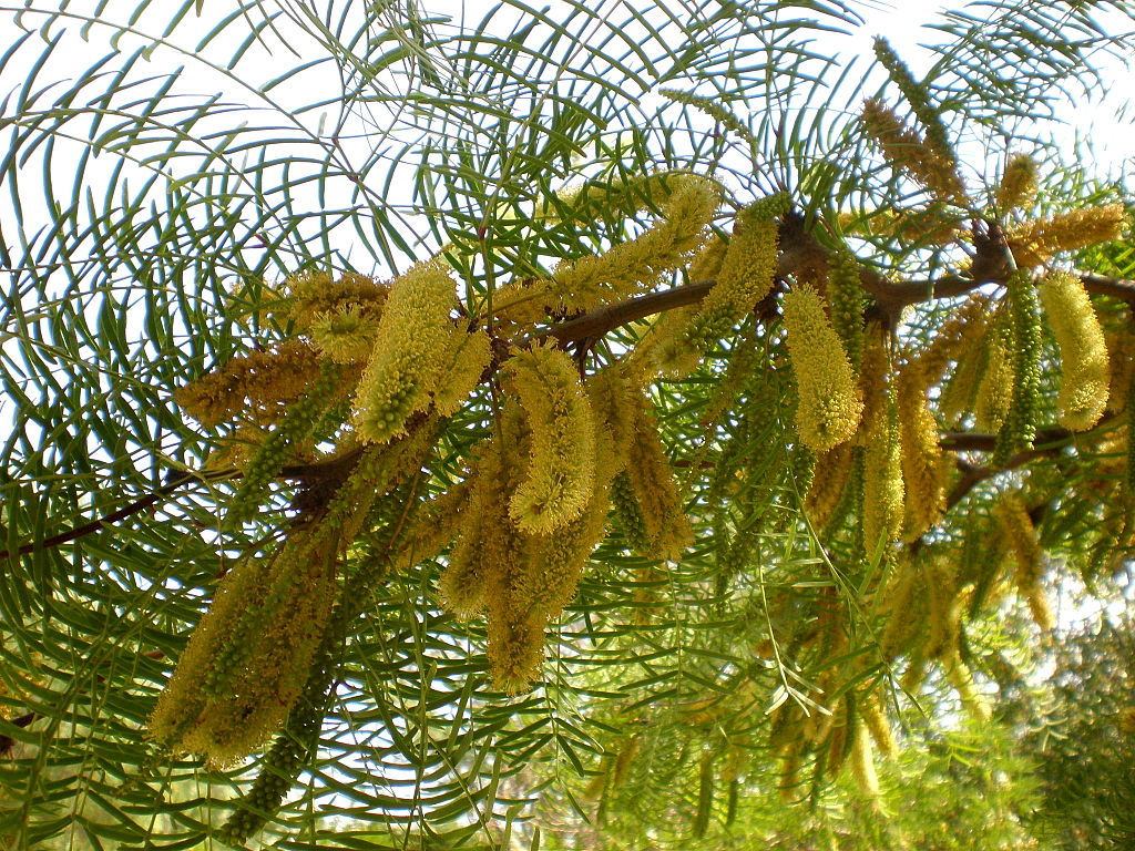 Algarrobo (Prosopis chilensis). Vía Wikimedia Commons