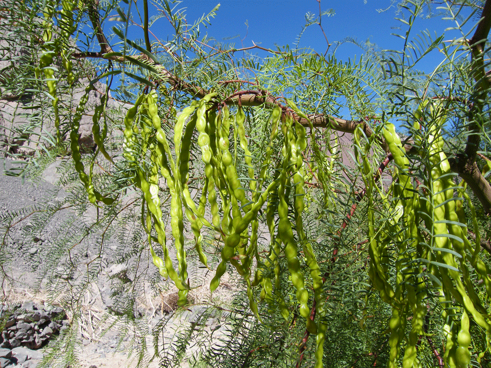 Algarrobo dulce o negro (Prosopis flexuosa) bajando hacia La Puerta. Créditos: Luis Faúndez.