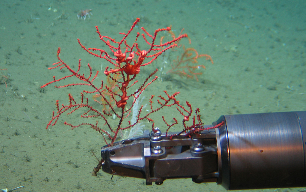 Brazo del robot con una muestra de coral de profundidad, a unos 800 metros ©Geomar – Javier Sellanes