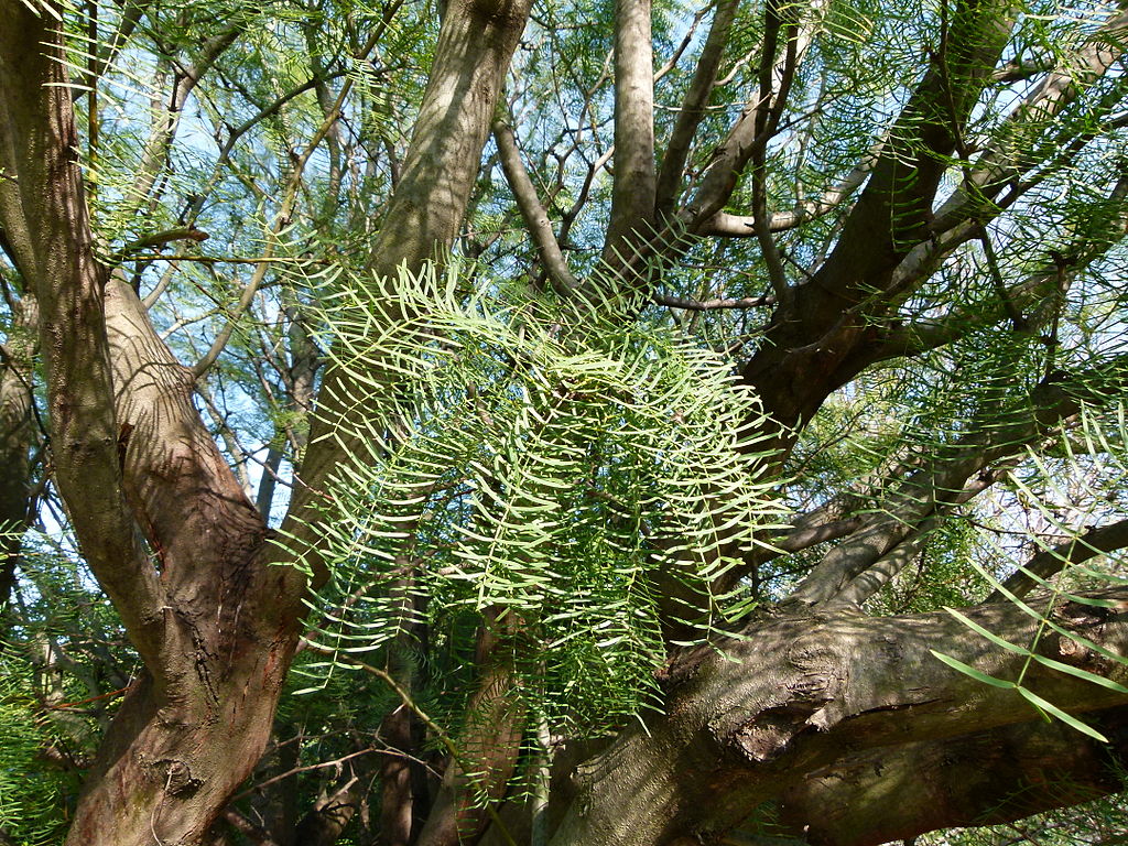 Algarrobo (Prosopis chilensis). Vía Wikimedia Commons.