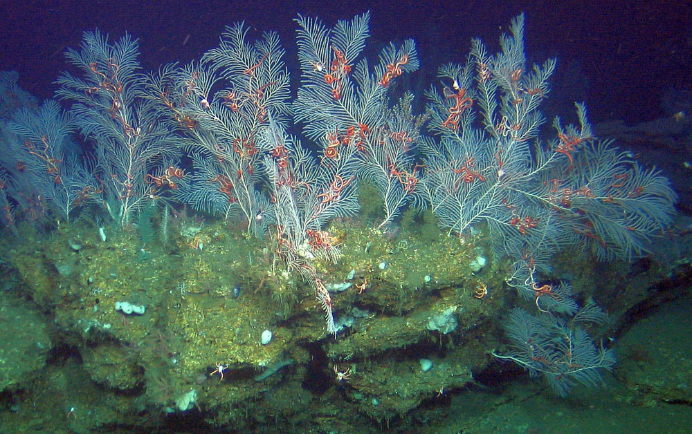 Corales blandos de profundidad en sitio donde hay filtración de metano, a unos 800 metros ©Geomar / Javier Sellanes