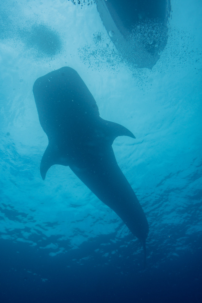 Tiburón ballena (Rhincodon typus) ©Max Bello