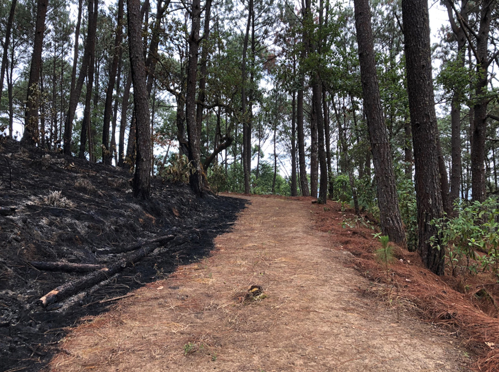 Ejemplo de las prácticas de manejo del fuego en la Reserva de la biosfera sierra de manantlán. Cortesía Enrique Jardel.