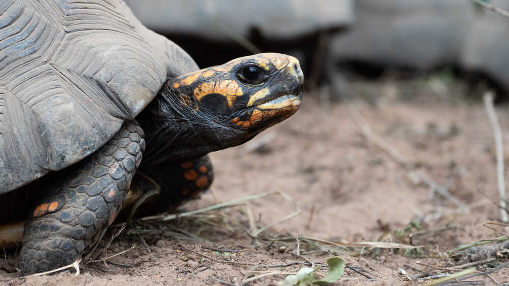 La tortuga yabotí es la especie de tortuga terrestre más grande de Argentina ©Sebastián Navajas (Rewilding Argentina)