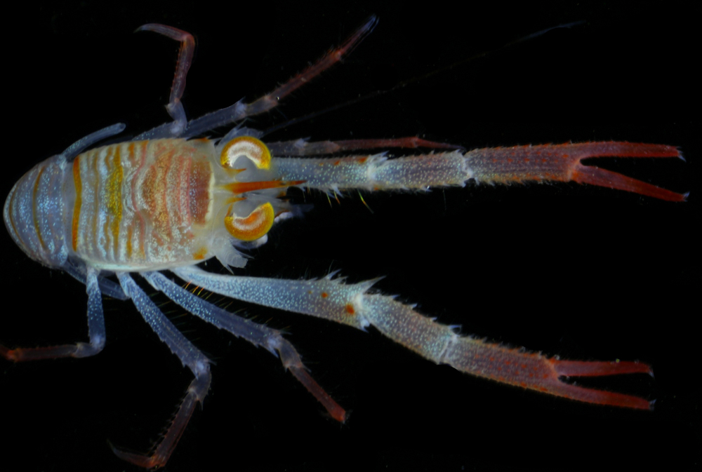 Langostino Munida irene, especie nueva para la ciencia que fue encontrada en montes submarinos de Salas y Gómez ©ESMOI